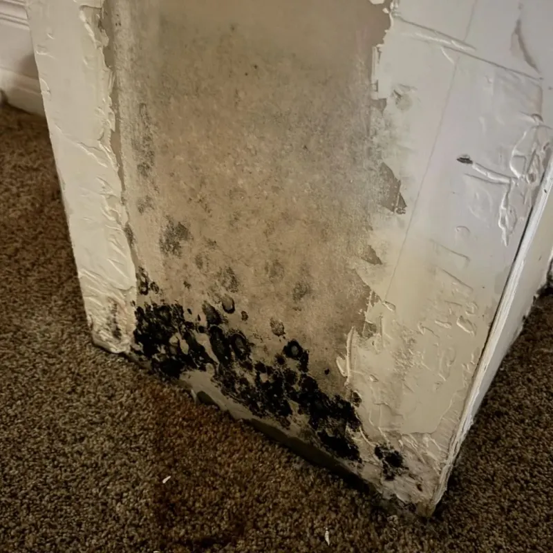 Professional Mold Removal in Mount Olivet, KY